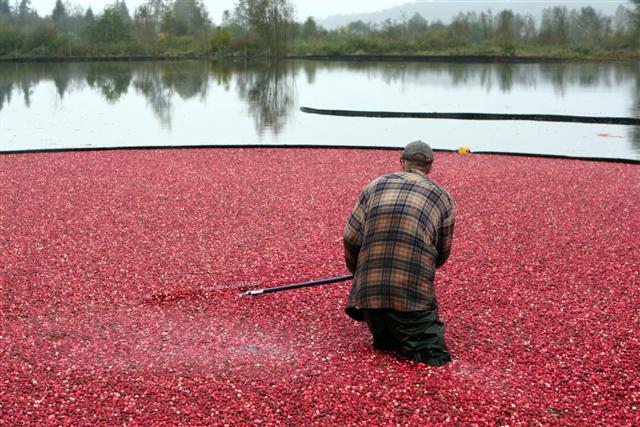 CRANBERRY-BOG.jpg