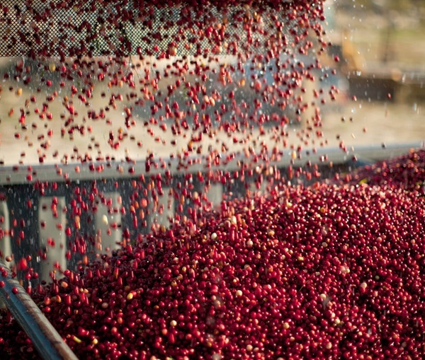 CRANBERRY-HARVEST.jpg